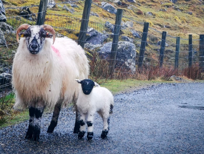 Lambing Days