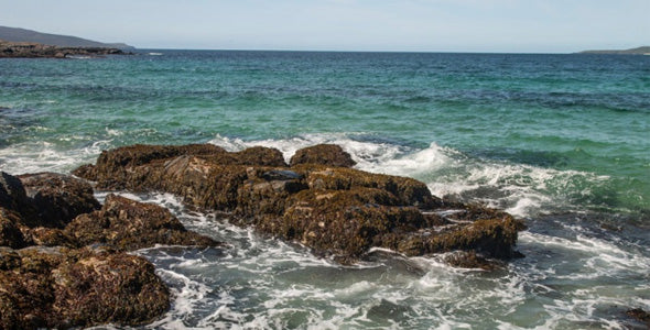 The Kelp Boom
