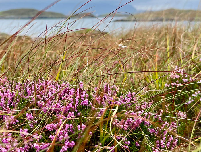 Hidden In The Heather