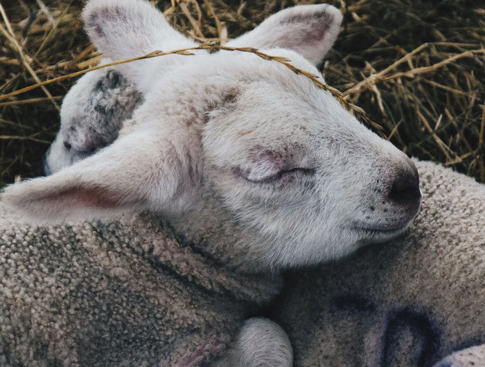 The Snow Of The Lambs