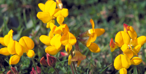 Machair Flowers: A Harris Top Five