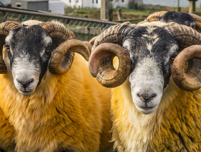The Crofting Calendar