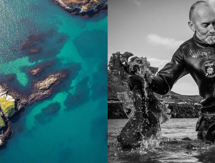 Split image showing an aerial view of a rocky island in bright blue water and a man in a wetsuit gathering seaweed from the sea
