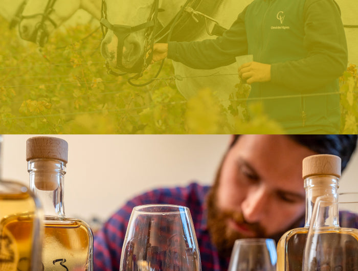 stacked images - top image a man with two white horse and bottom  image a man reviewing and tasting different whiskies
