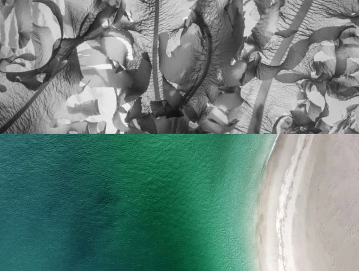 two stacked image, top on is black and white image of sea kelp and bottom on is an aerial view of harris coast lin