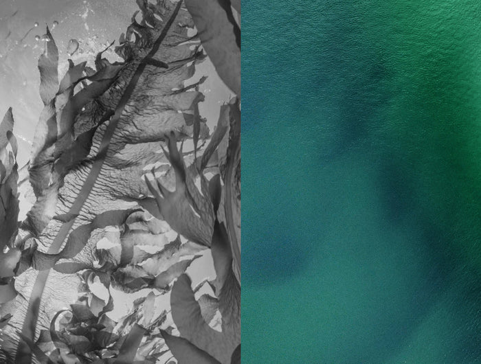 two image side by side.  Left hand image a black and white still of sea kelp.   The right hand image an aeriel shot of beach and sea