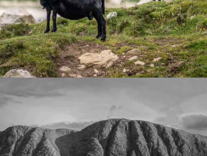 Two images stacked on top of each other,  the top is of a black sheep and a white sheep on some rocks and the bottom is a black and white image of a hill.
