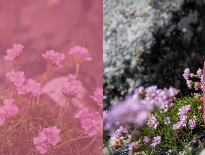 Pink Harris Gin bottle l on a rocky background with  pink flowers