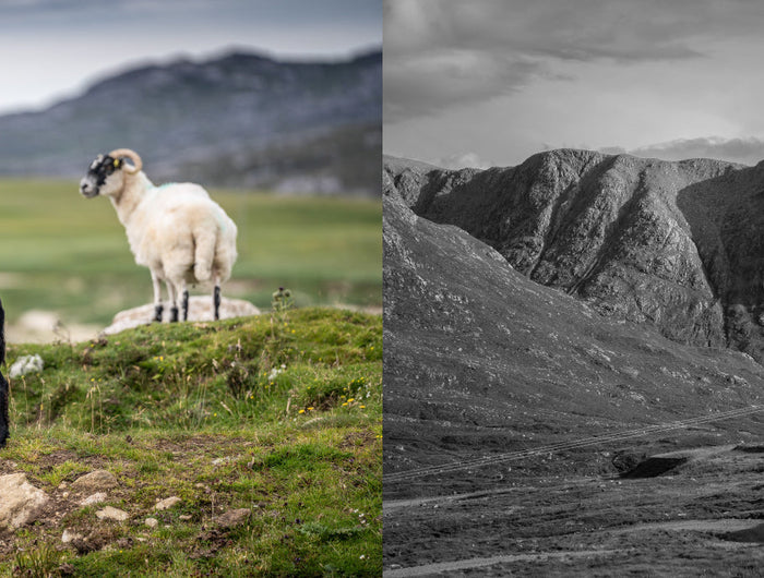 A split image the left hand site is a black sheep with horns and a white sheep with horns on a hill side and the right hand side is a scenic black and white image of the mountain side